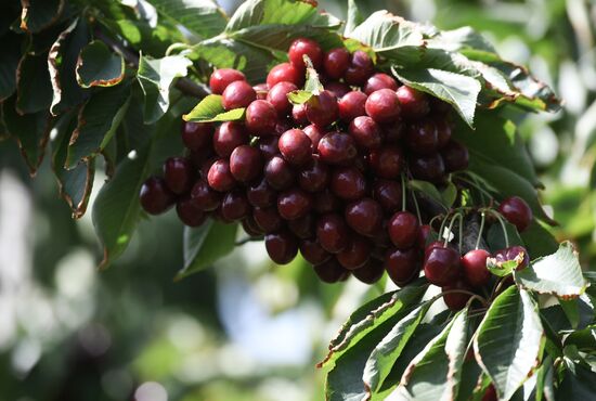 Russia Agriculture Sweet Cherry Harvest