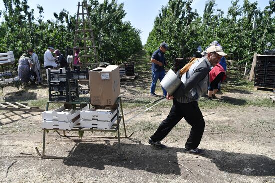 Russia Agriculture Sweet Cherry Harvest