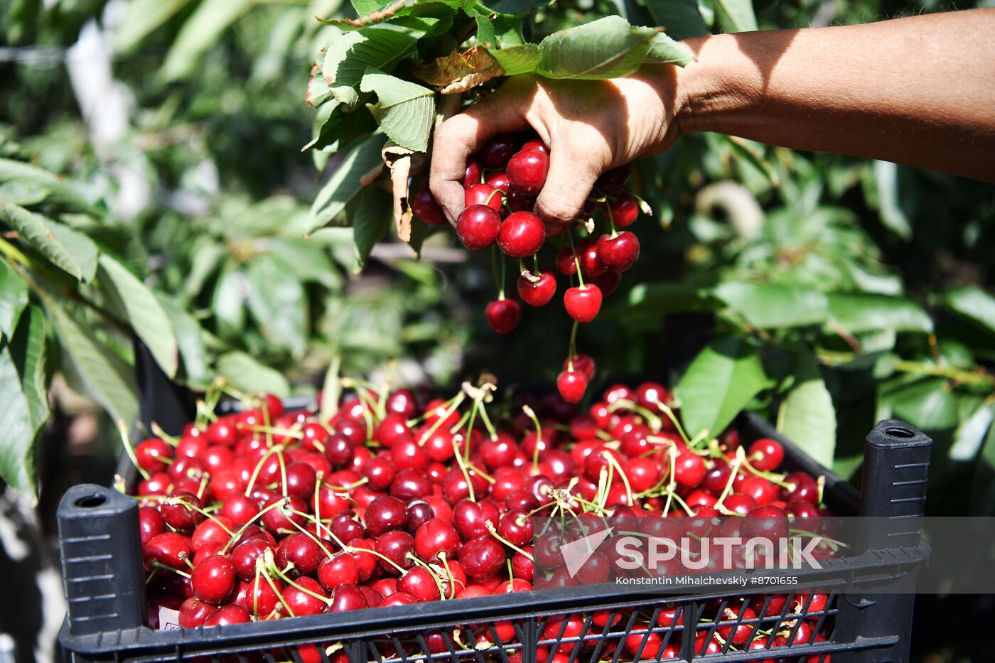 Russia Agriculture Sweet Cherry Harvest