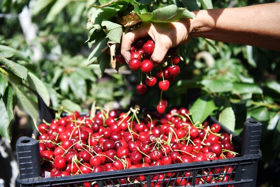 Russia Agriculture Sweet Cherry Harvest