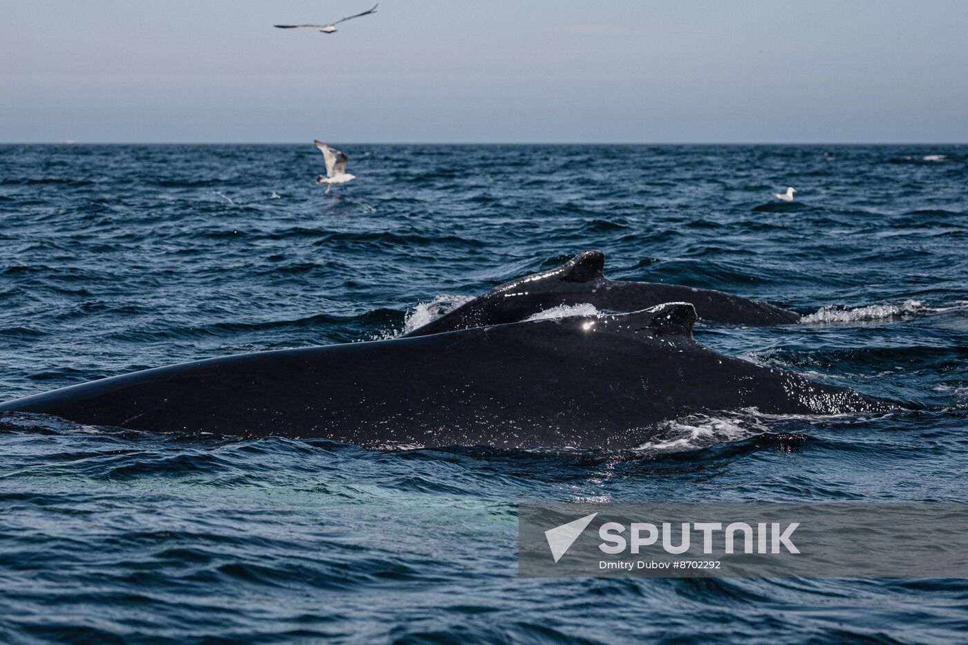 Russia Environment Kola Bay