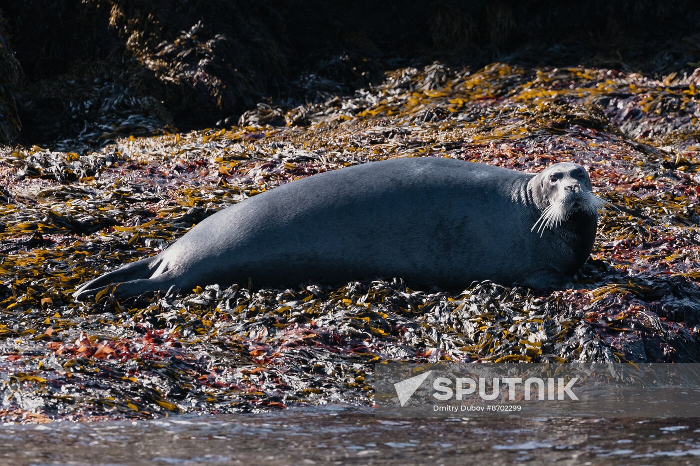 Russia Environment Kola Bay