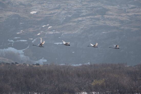 Russia Environment Kola Bay