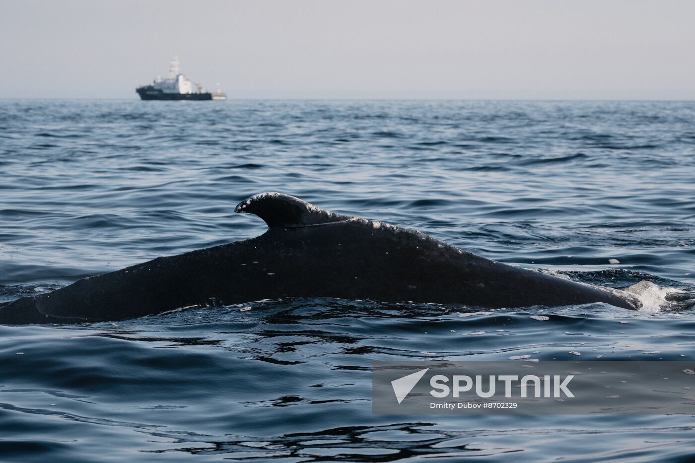 Russia Environment Kola Bay