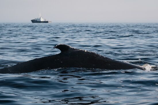 Russia Environment Kola Bay