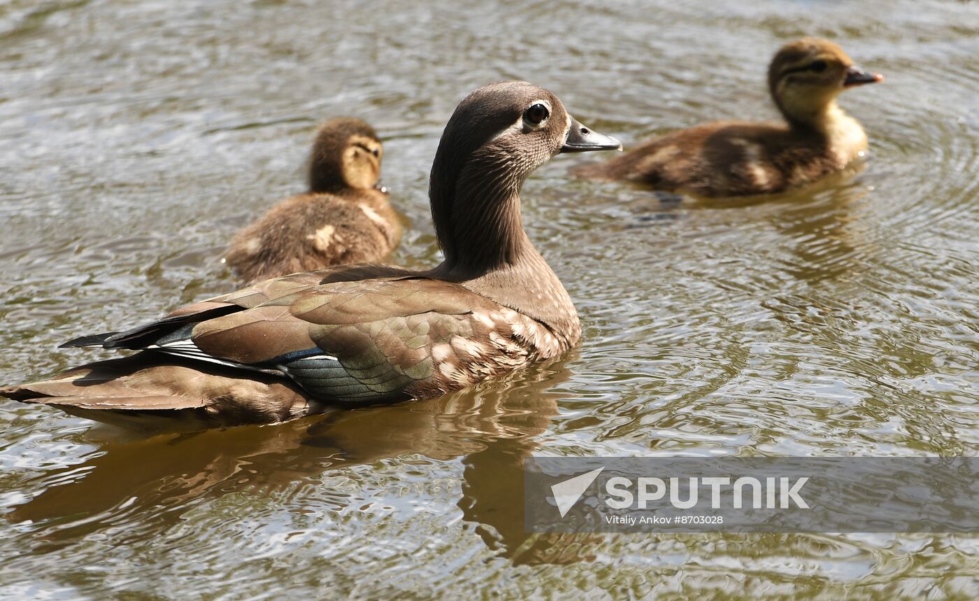 Russia Wildlife Mandarin Ducks