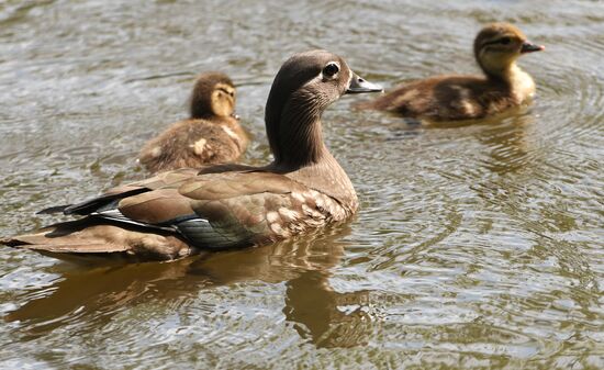 Russia Wildlife Mandarin Ducks