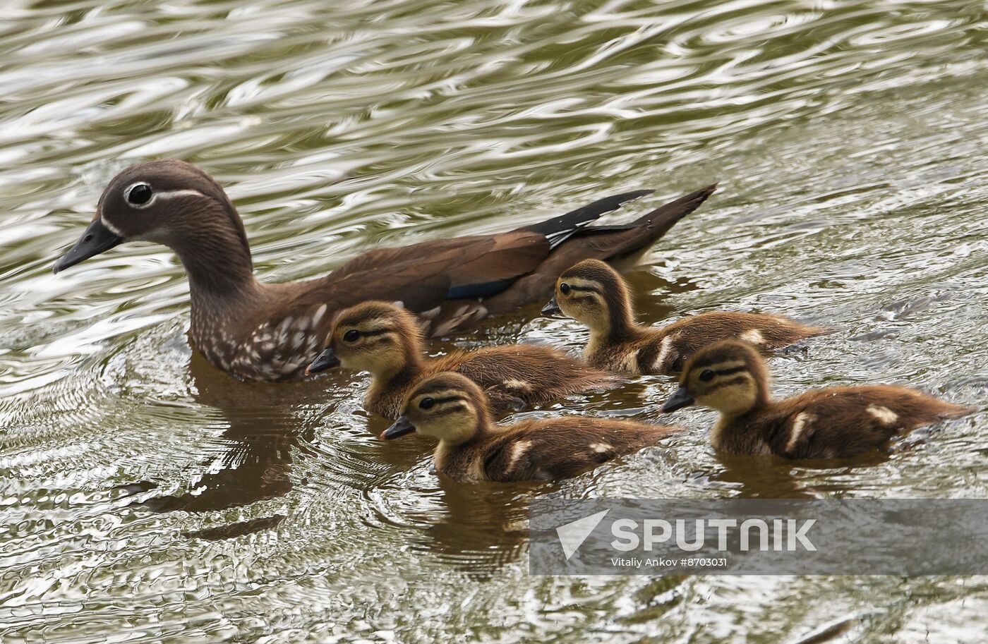 Russia Wildlife Mandarin Ducks