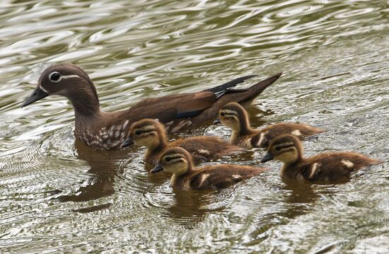 Russia Wildlife Mandarin Ducks