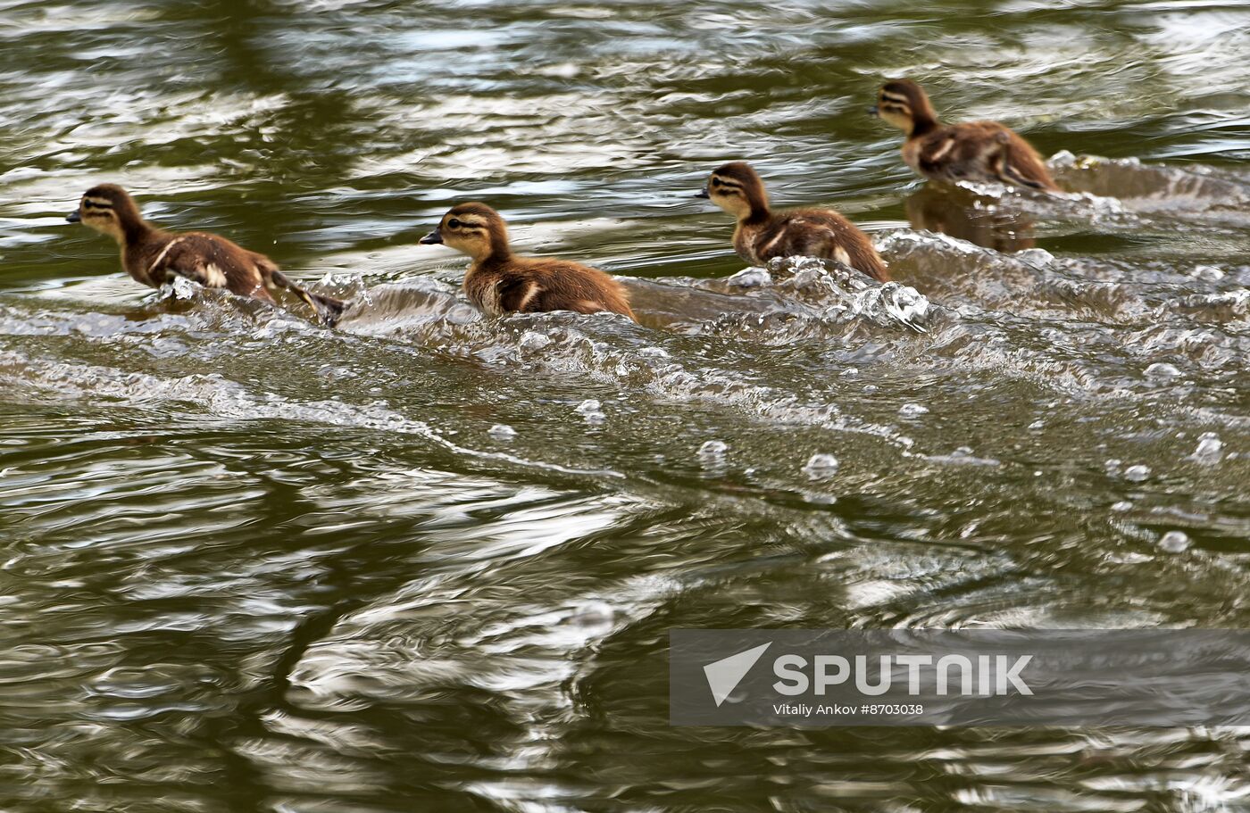 Russia Wildlife Mandarin Ducks