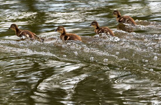 Russia Wildlife Mandarin Ducks