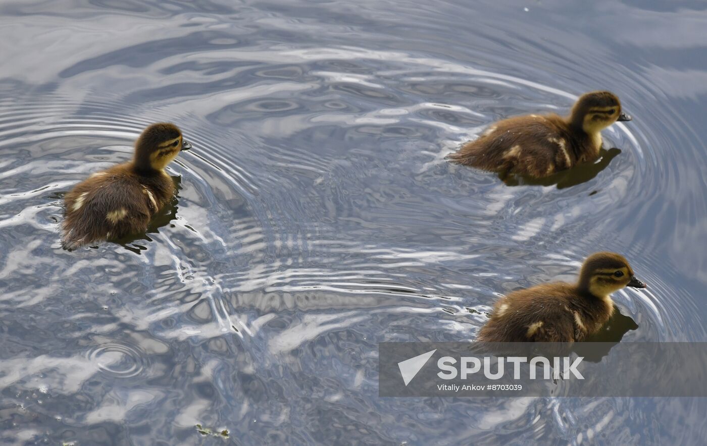 Russia Wildlife Mandarin Ducks