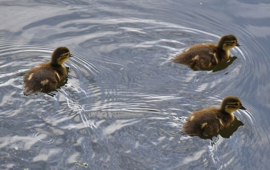 Russia Wildlife Mandarin Ducks