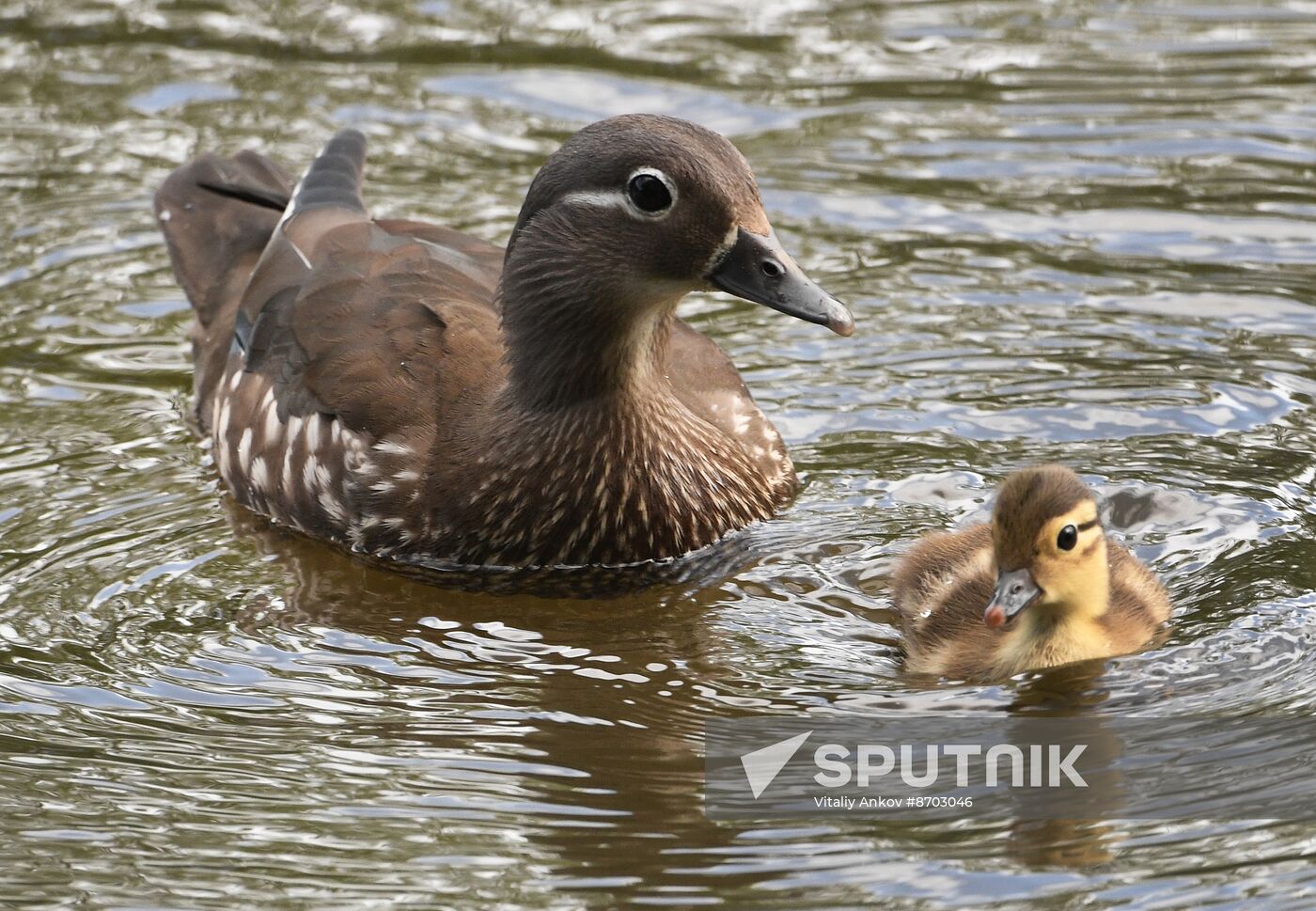 Russia Wildlife Mandarin Ducks