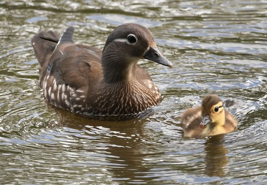 Russia Wildlife Mandarin Ducks