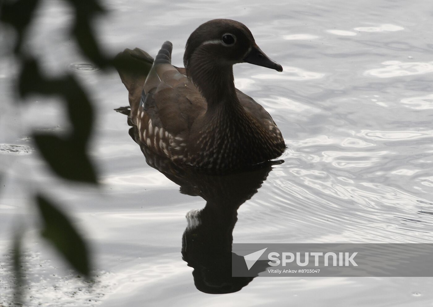 Russia Wildlife Mandarin Ducks