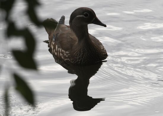 Russia Wildlife Mandarin Ducks