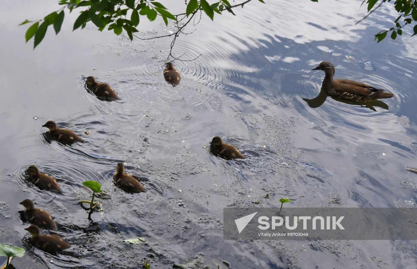 Russia Wildlife Mandarin Ducks