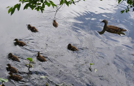 Russia Wildlife Mandarin Ducks