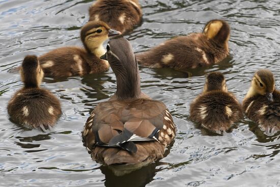 Russia Wildlife Mandarin Ducks