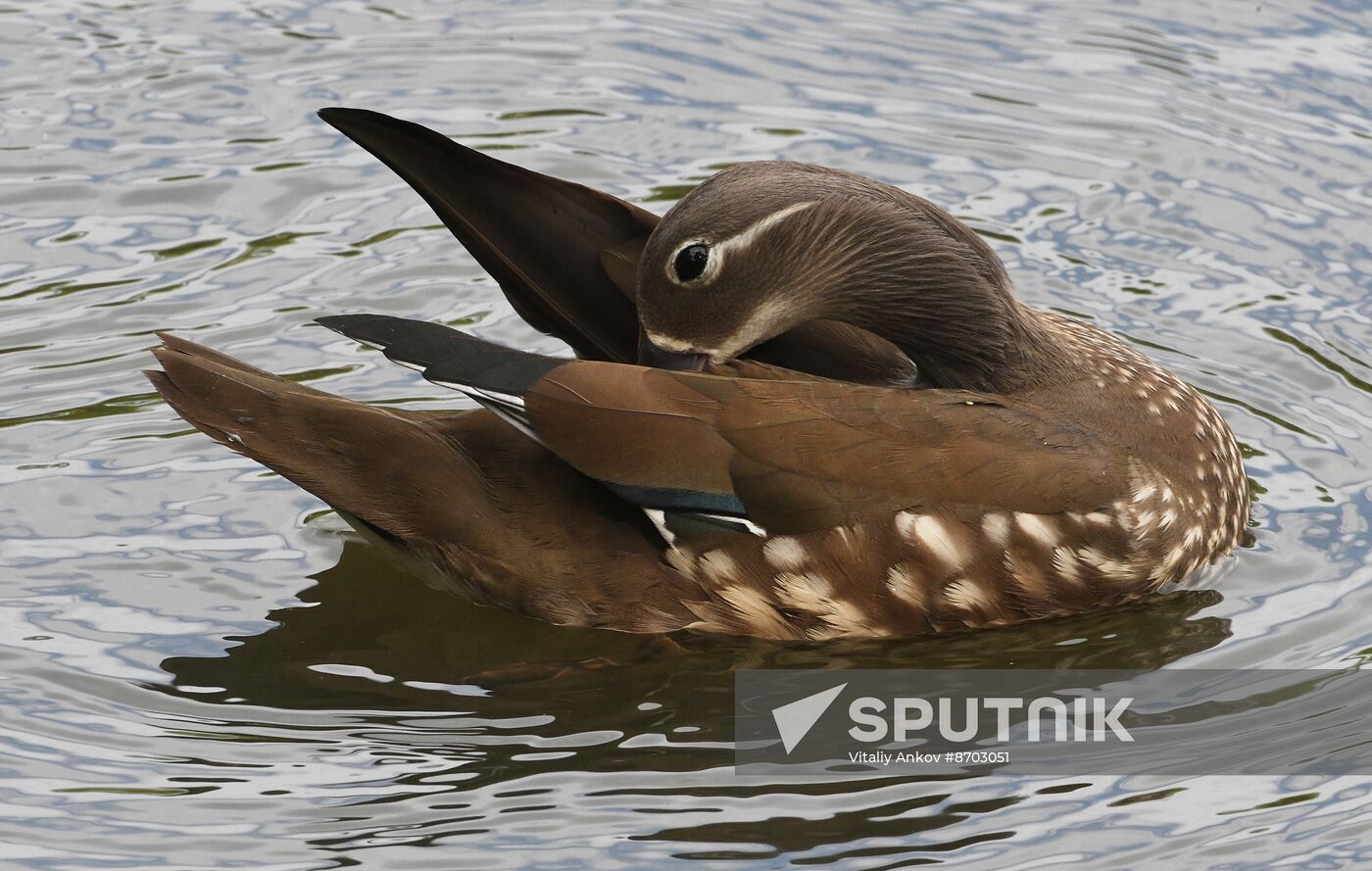 Russia Wildlife Mandarin Ducks