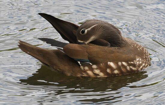 Russia Wildlife Mandarin Ducks