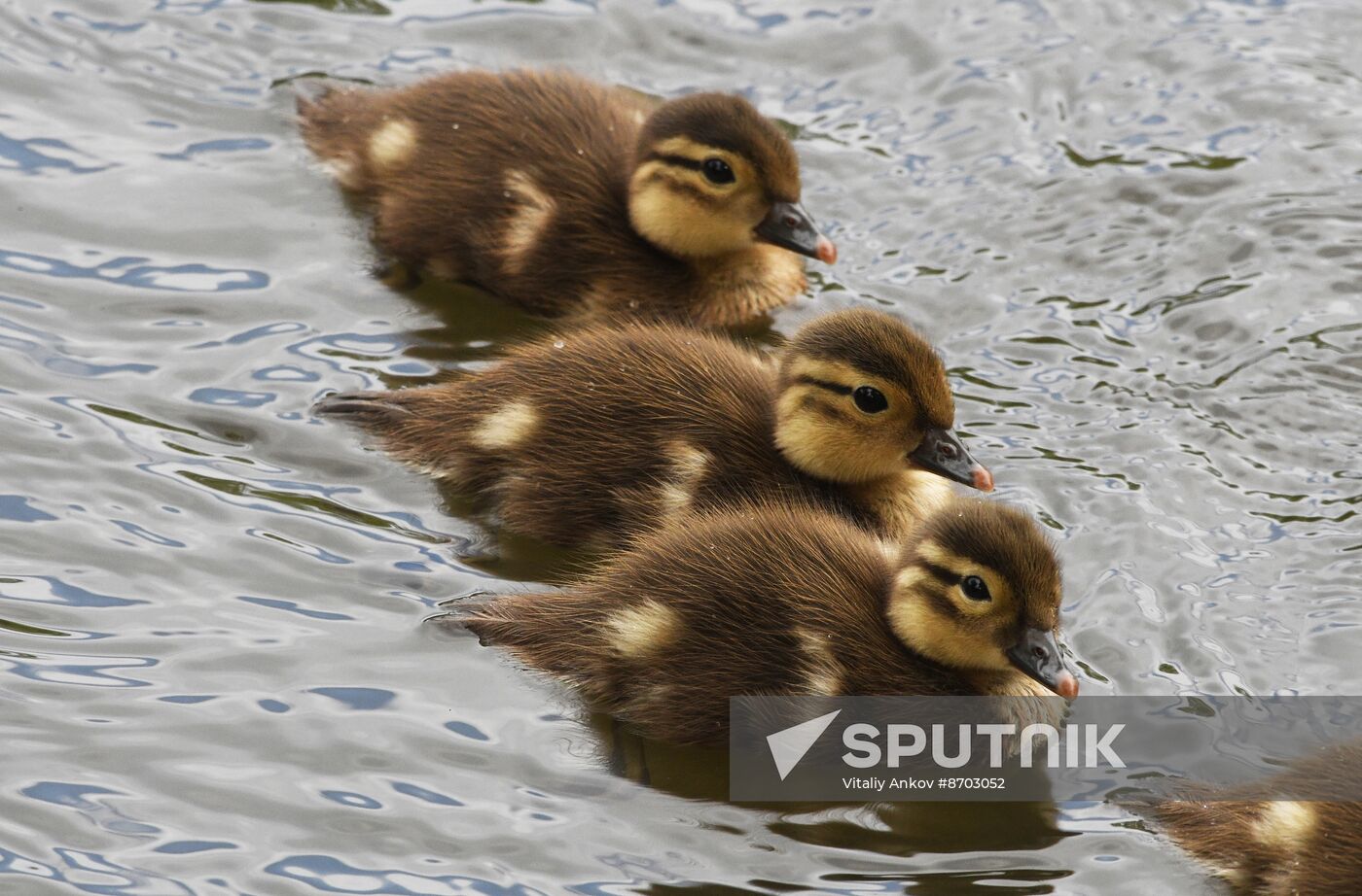 Russia Wildlife Mandarin Ducks