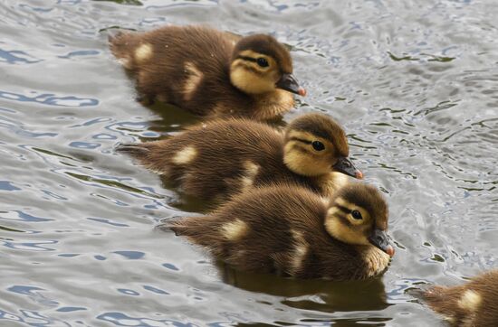 Russia Wildlife Mandarin Ducks