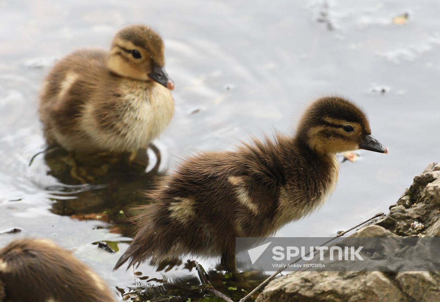 Russia Wildlife Mandarin Ducks