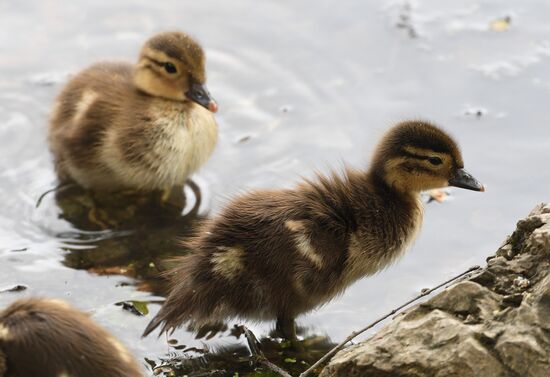 Russia Wildlife Mandarin Ducks