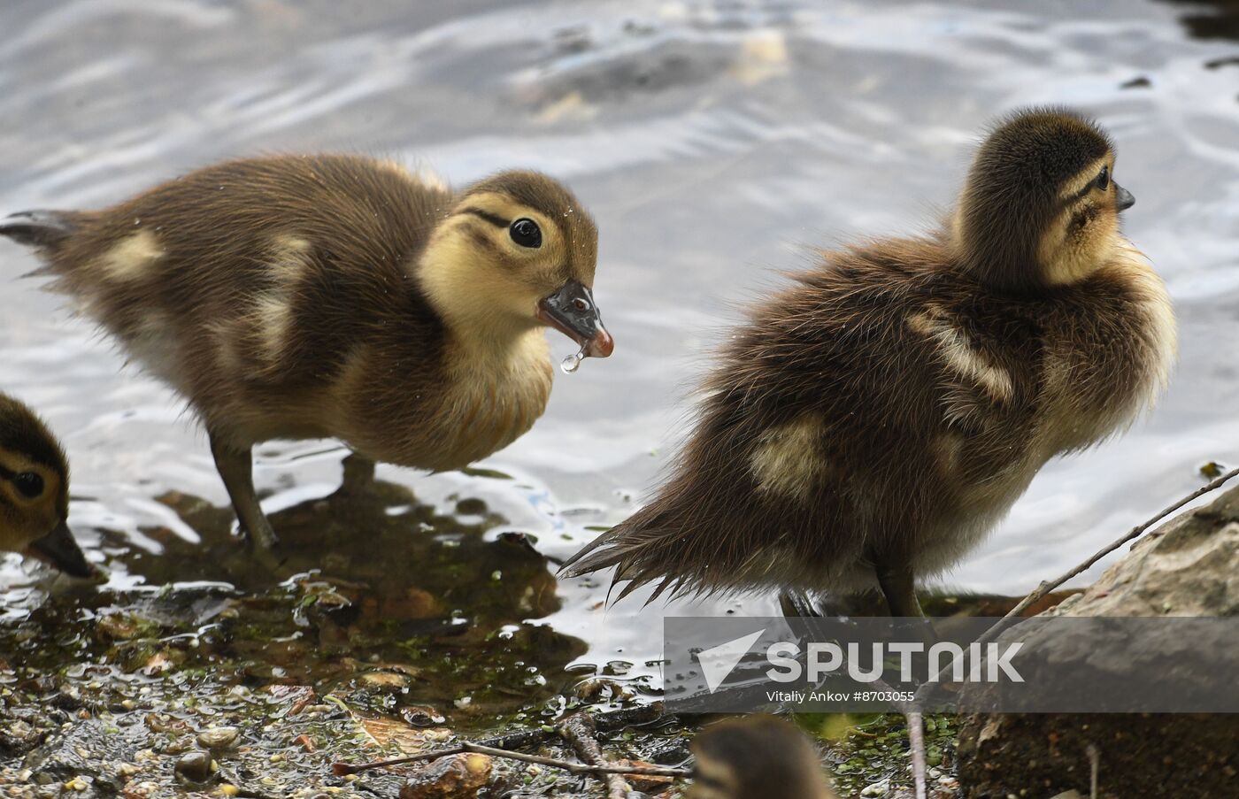 Russia Wildlife Mandarin Ducks