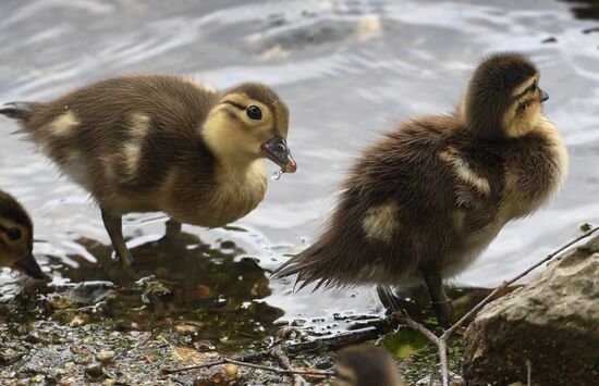 Russia Wildlife Mandarin Ducks