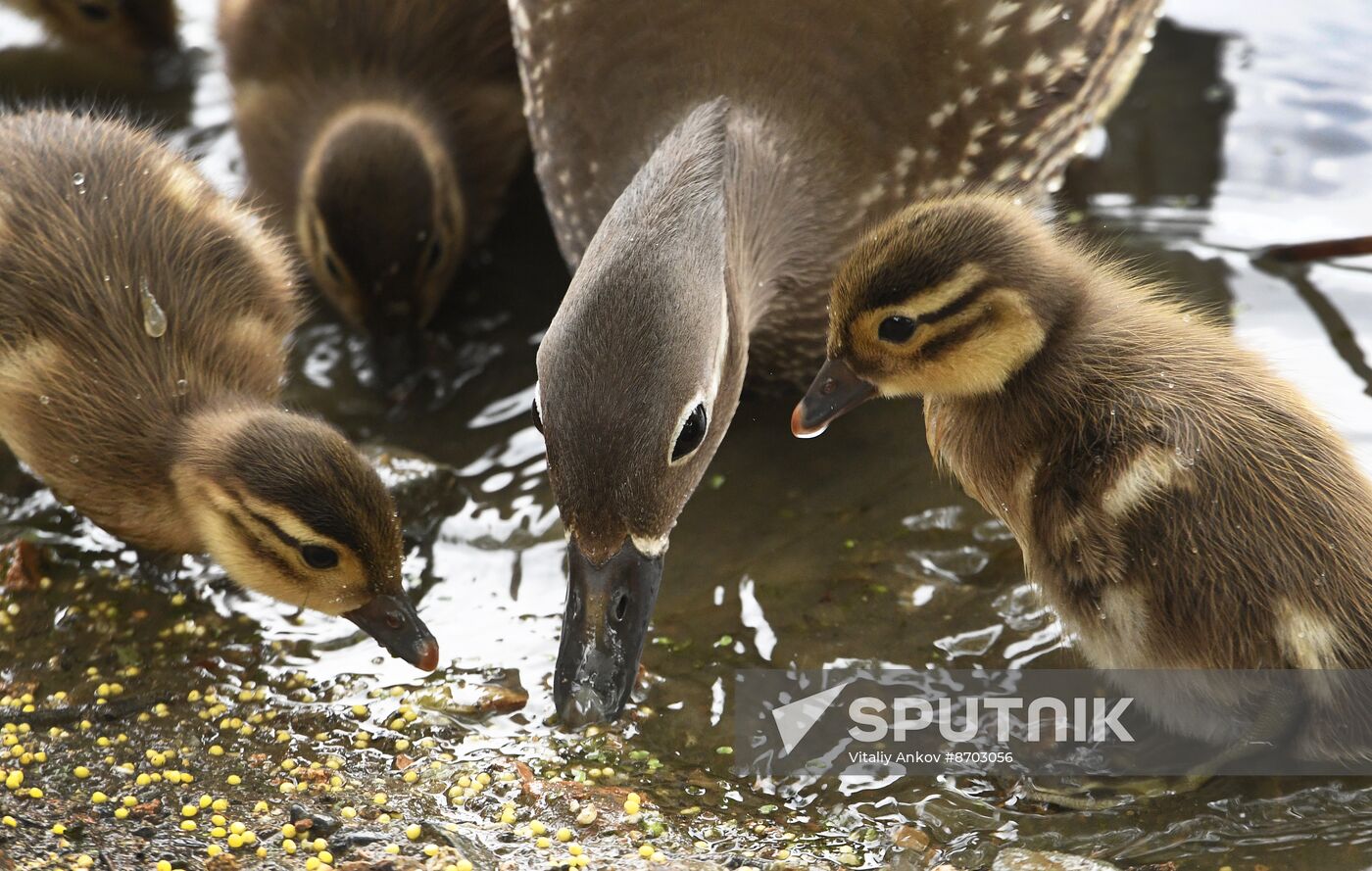 Russia Wildlife Mandarin Ducks