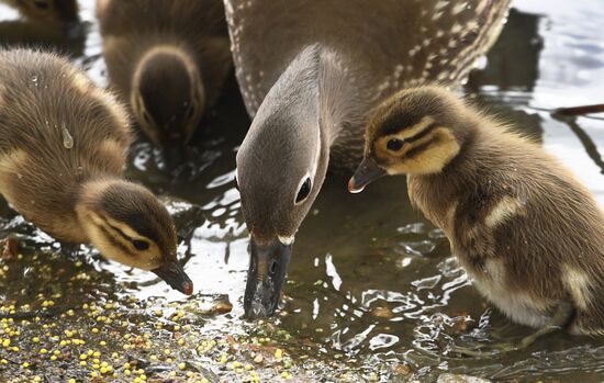 Russia Wildlife Mandarin Ducks