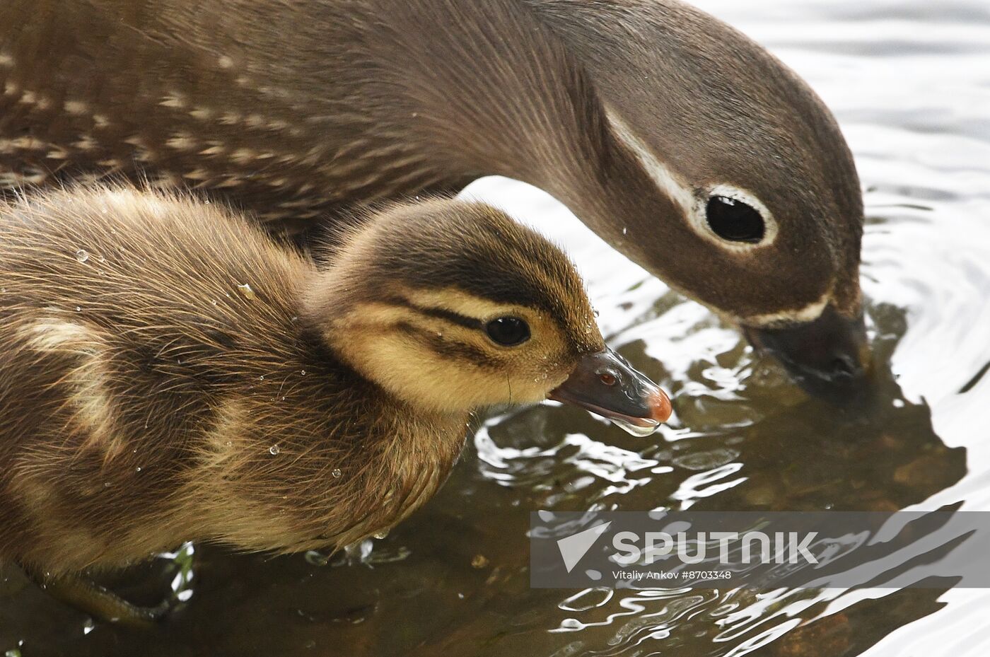 Russia Wildlife Mandarin Ducks