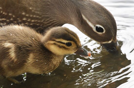 Russia Wildlife Mandarin Ducks