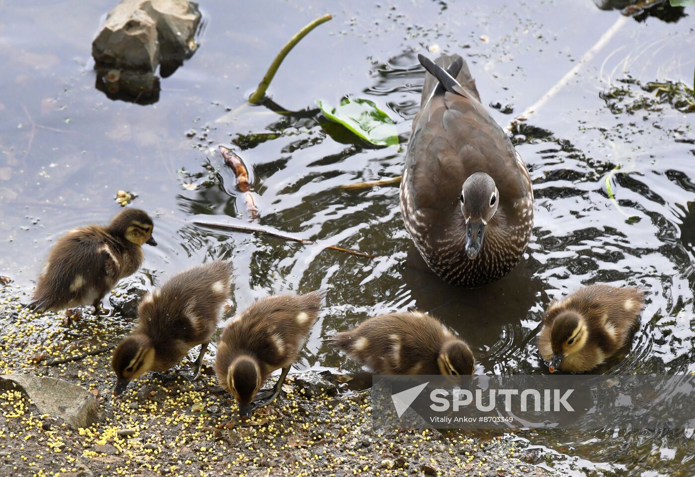 Russia Wildlife Mandarin Ducks