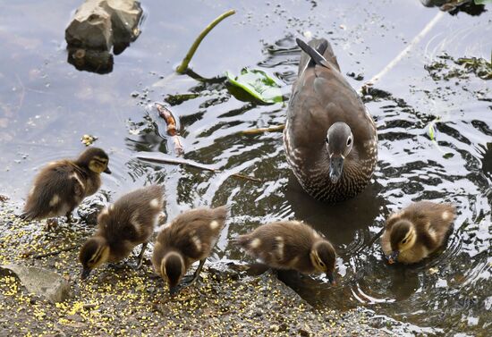 Russia Wildlife Mandarin Ducks