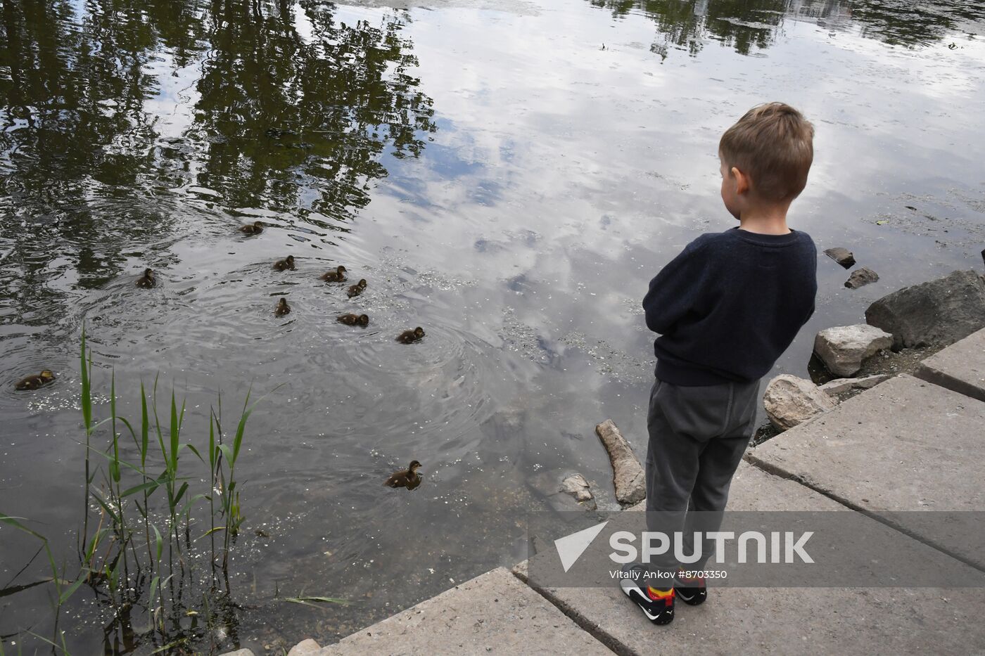 Russia Wildlife Mandarin Ducks