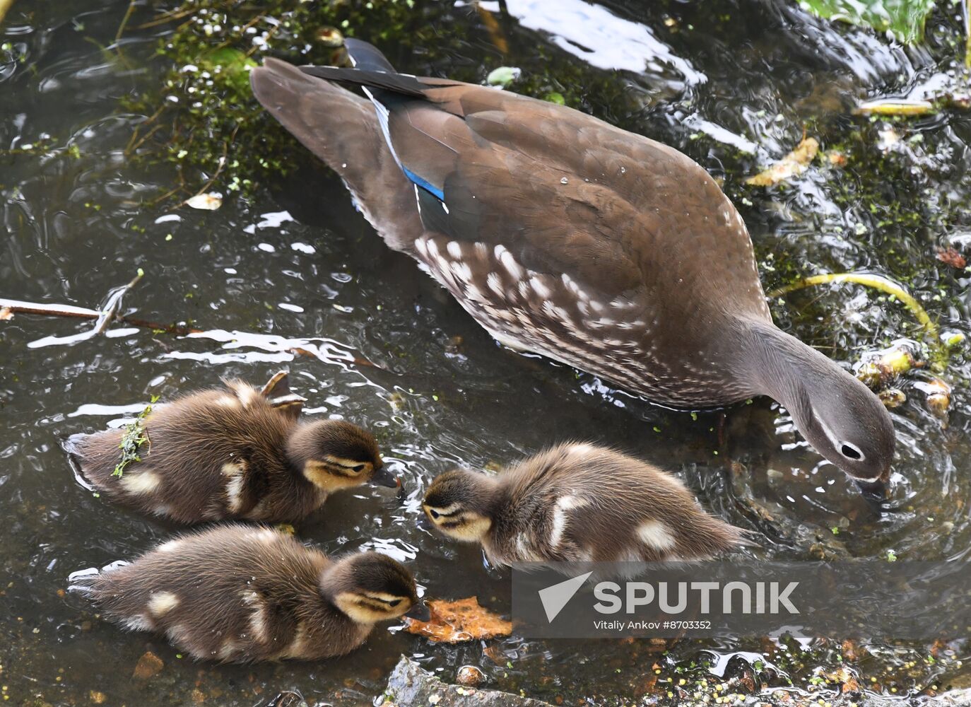 Russia Wildlife Mandarin Ducks