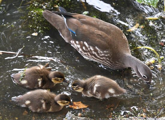 Russia Wildlife Mandarin Ducks