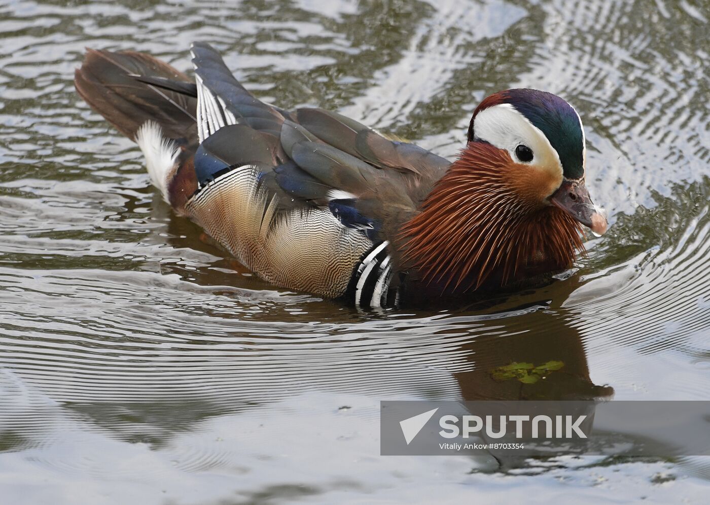 Russia Wildlife Mandarin Ducks