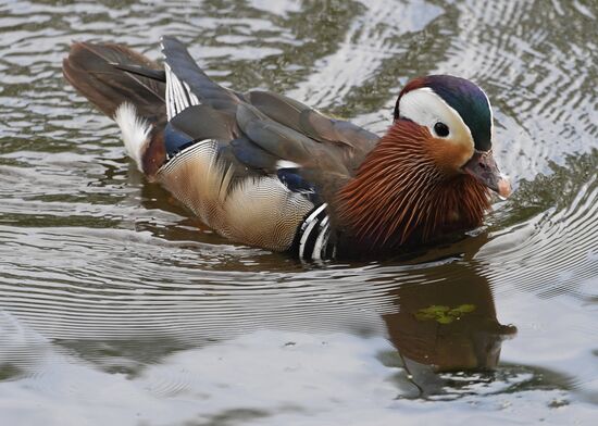 Russia Wildlife Mandarin Ducks