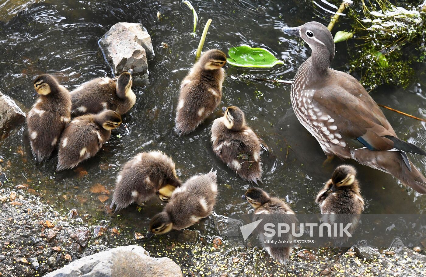 Russia Wildlife Mandarin Ducks