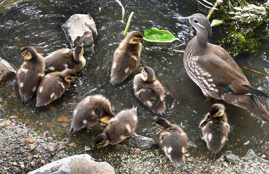 Russia Wildlife Mandarin Ducks