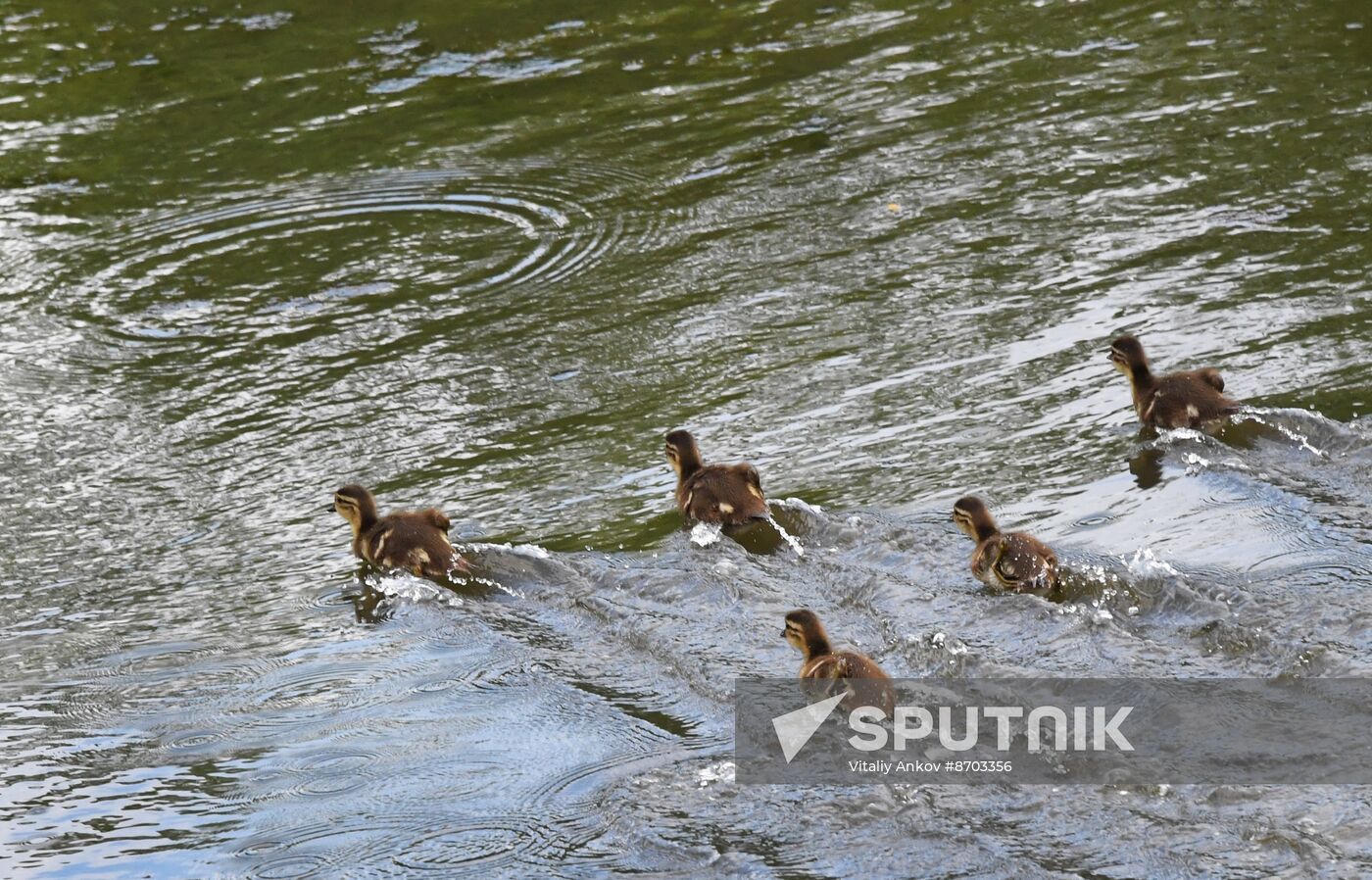 Russia Wildlife Mandarin Ducks