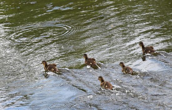 Russia Wildlife Mandarin Ducks