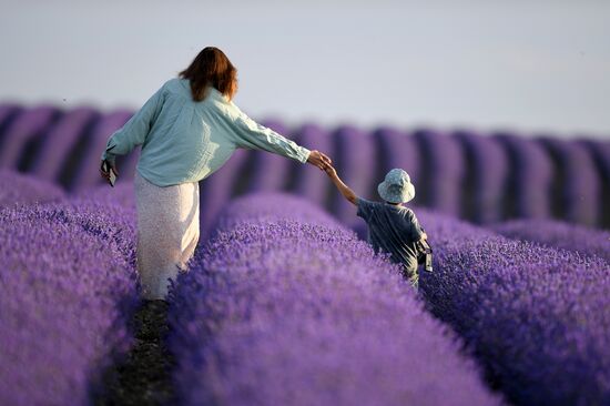 Russia Environment Lavender Fields