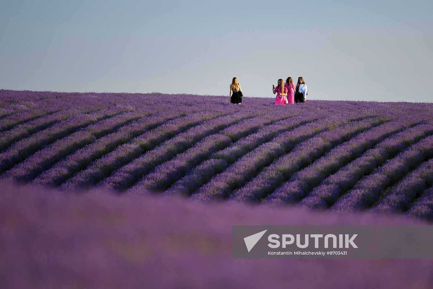 Russia Environment Lavender Fields