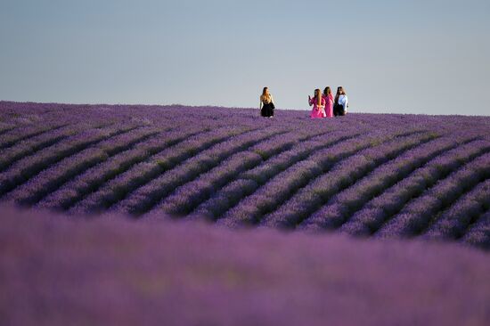 Russia Environment Lavender Fields